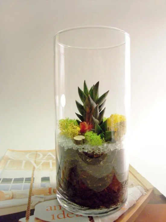 Minigarten im Glas hohes Glasgefäß verschiedene Pflanzen gut arrangiert Sukkulenten