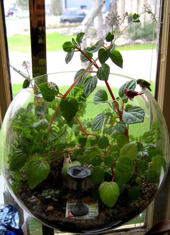 Minigarten im Glas rundes Gefäß Klarglas viele grüne Pflanzen darin am Fenster platziert