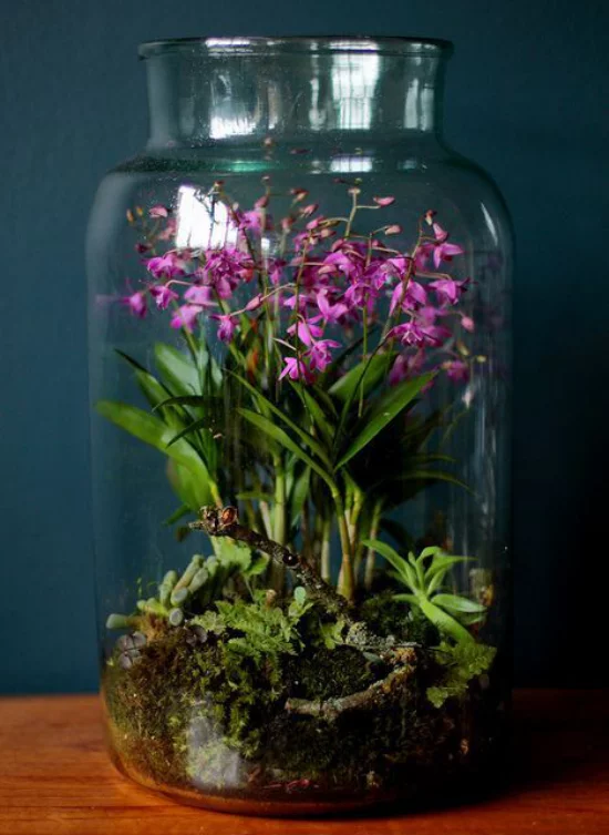 Minigarten im Glas vor einer dunklen Wand platziert blühende Pflanzen im Glasbehälter
