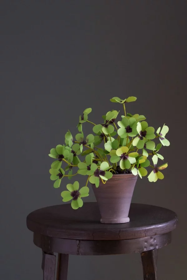 Vierblättriges Kleeblatt – Pflegetipps und Wissenswertes über dem Glücksklee moderne zimmerpflanze die glück bringt