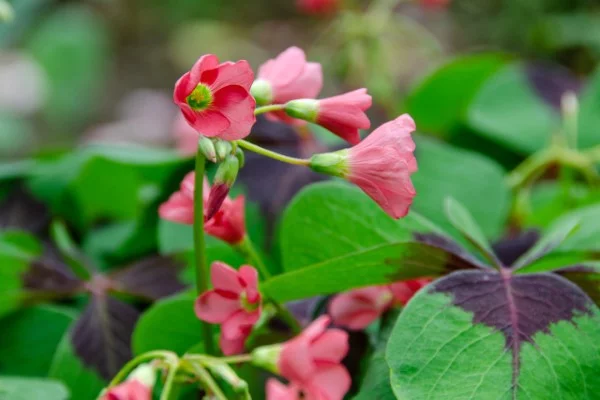 Vierblättriges Kleeblatt – Pflegetipps und Wissenswertes über dem Glücksklee rosa blüten hübsch