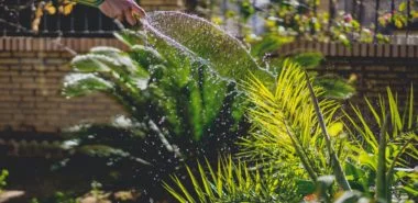 Es geht den Schädlingen an den Kragen: Tipps und einfache Mittel für den Garten