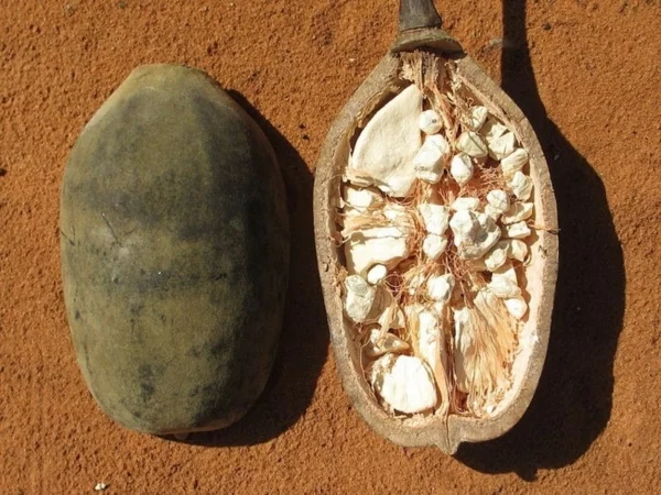 Baobab-Frucht Einschnitt Superfrucht gesundheitliche Vorteile