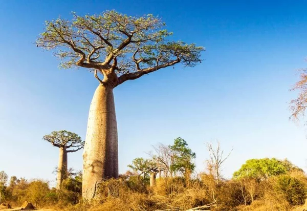 Baobab-Frucht Wo ist Boabab Baum heimisch