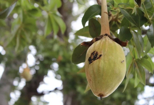 Baobab-Frucht am Baum Superfrucht aus Afrika