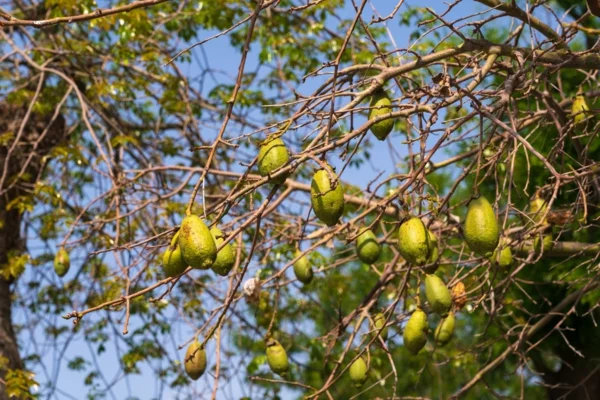 Baobab-Frucht trocknet am Baum Superfrucht gesundheitliche Vorteile