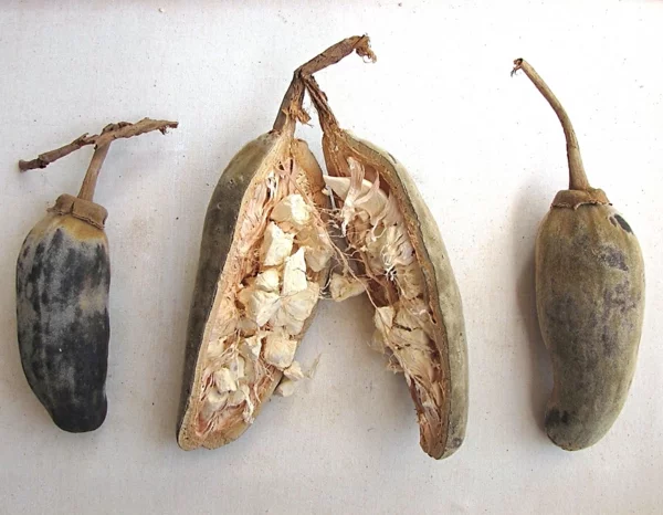 Baobab-Frucht und Pulver Superfrucht gesundheitliche Vorteile