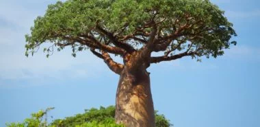 Warum ist die Baobab-Frucht gesund? - Wissenswertes über das Superfood