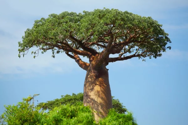 Baobab-Frucht und Pulver Wo ist Boabab Baum heimisch Affenbrotbaum