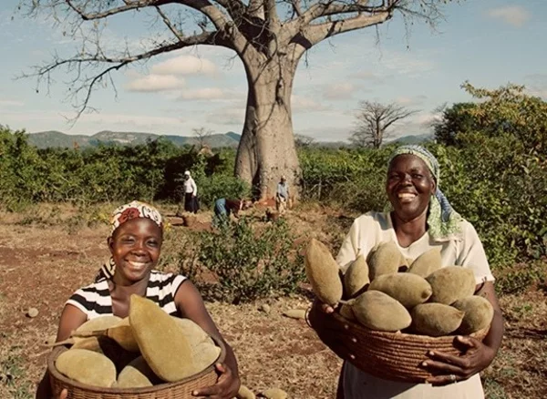 Baobab-Frucht und Pulver Wo ist Boabab Baum heimisch