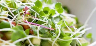 Microgreens - Wie und warum Sie das Superfood selber anbauen