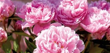 Pfingstrosen Pflege - die wichtigsten Tipps für himmlisch duftende Blütenpracht!