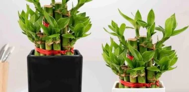 Was für eine Zimmerpflanze ist der Glücksbambus und wie sollten Sie ihn pflegen?