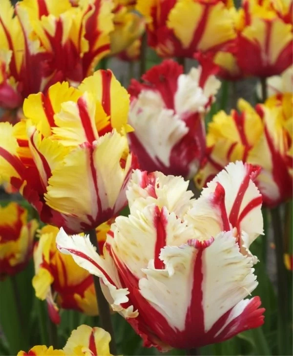 Papagei Tulpen im Garten und Topf – Wissenswertes, Pflegetipps und Sorten Flaming parrot tulpe