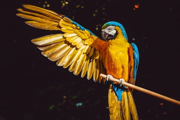 Papagei Tulpen im Garten und Topf – Wissenswertes, Pflegetipps und Sorten papagei ara vogel