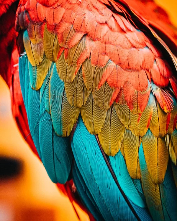 Papagei Tulpen im Garten und Topf – Wissenswertes, Pflegetipps und Sorten papagei vogel gefieder