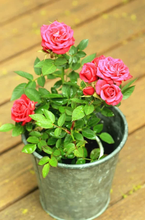 Topfrosen Pflege Rosen im Kübel Gartenpflanzen Kübelpflanzen