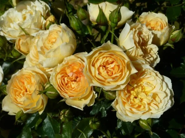 Topfrosen Pflege Rosen im Kübel gelbe Rosenblüten