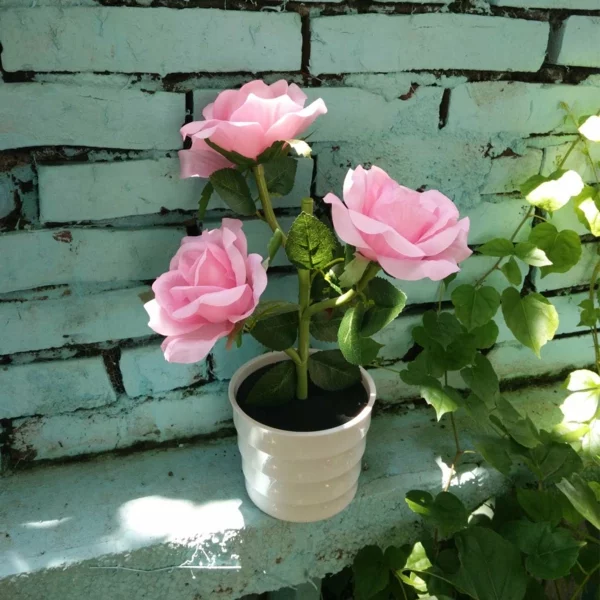 Topfrosen Rosen im Kübel Gartenpflanzen Kübelpflanzen