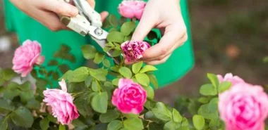 Kletterrosen richtig pflegen - 7 Tipps für mehr Blütenzauber und himmlischen Duft im Garten