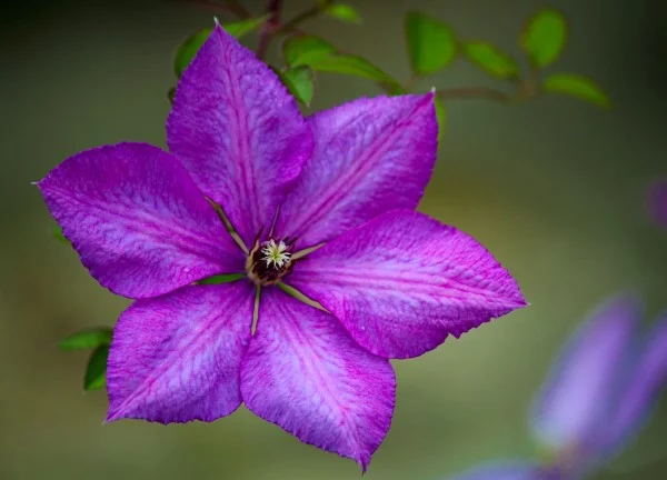 Clematis Pflege und Wissenswertes über die Waldreben lila violett blüte schön