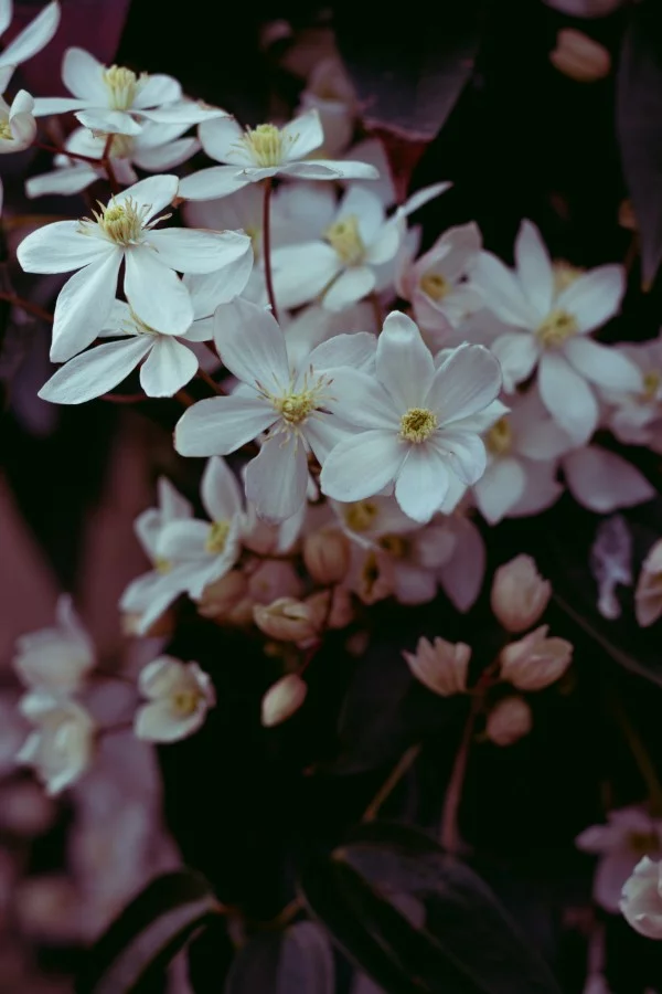 Clematis Pflege und Wissenswertes über die Waldreben weiße blüte zauberhaft schön