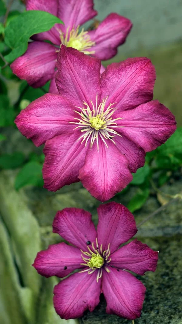 Clematis Pflege und Wissenswertes über die Waldreben wundervolle sorten lila