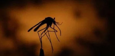 Hausmittel gegen Mücken- so vertreibt man lästige Insekten auf natürliche Weise
