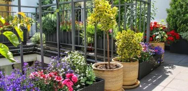Schönste Trockenkünstler im Überblick: welche Gartenpflanzen gedeihen gut in der Sommerhitze?