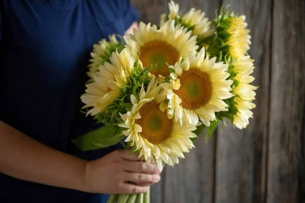 Sonnenblumen Pflege Tipps und Wissenswertes über die sommerliche Zier- und Nutzpflanze creme farbene blumen hübsch