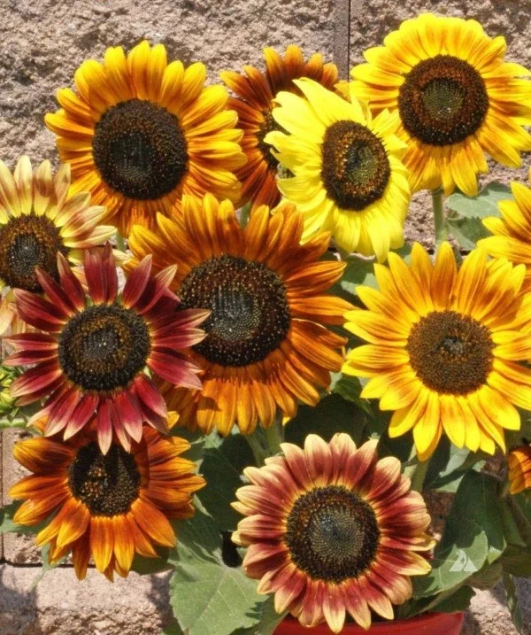 Sonnenblumen Pflege Tipps und Wissenswertes über die sommerliche Zier- und Nutzpflanze dekorative blumen sorten