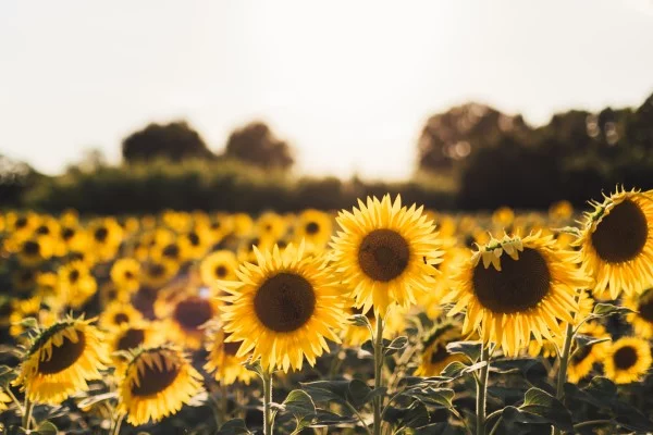 Sonnenblumen Pflege Tipps und Wissenswertes über die sommerliche Zier- und Nutzpflanze feld mit sonnenblumen