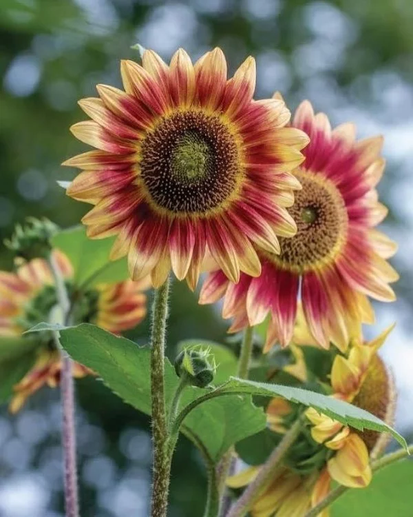 Sonnenblumen Pflege Tipps und Wissenswertes über die sommerliche Zier- und Nutzpflanze rot gelbe farben zierlich