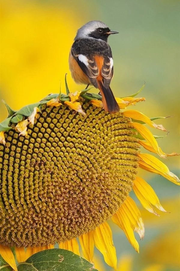 Sonnenblumen Pflege Tipps und Wissenswertes über die sommerliche Zier- und Nutzpflanze sonnenblume singvogel
