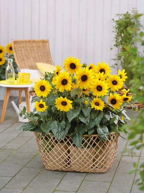 Sonnenblumen Pflege Tipps und Wissenswertes über die sommerliche Zier- und Nutzpflanze sonnenblumen im topf züchten balkon