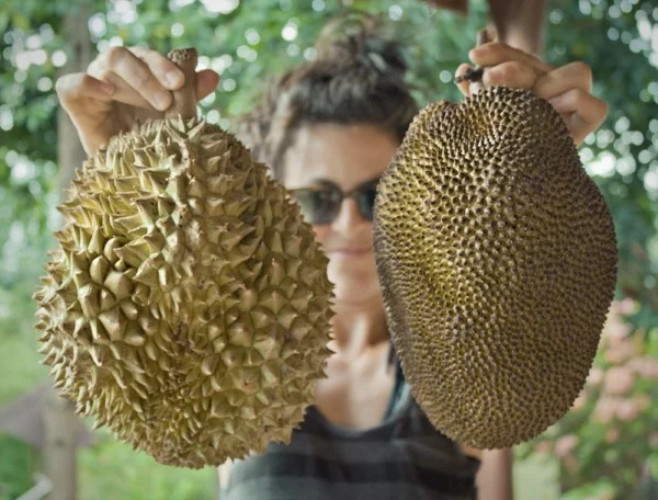 Vegane Jackfruit Rezepte und Wissenswertes über den exotischen Fleischersatz durian vs jackfrucht