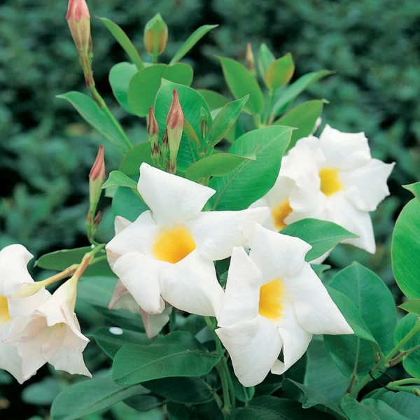 dipladenia mandevilla boliviensis weiße blüten