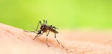 Die lästigen Mücken vertreiben: hier sind die besten Tipps und Tricks!