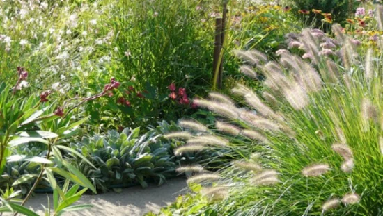 Lampenputzergras im Garten an einem sonnigen Standort braucht im Sommer viel Wasser