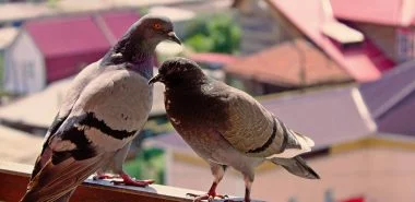 Tauben vertreiben – so gewinnen Sie im Kampf gegen die „Luftratten“