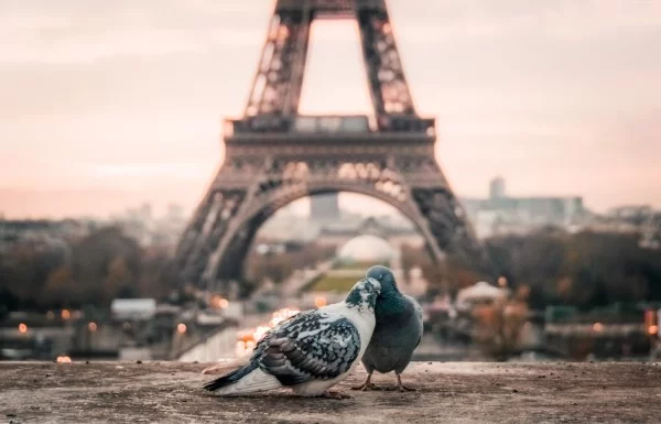 Tauben vertreiben – so gewinnen Sie im Kampf gegen die „Luftratten“ paris tauben liebevoll