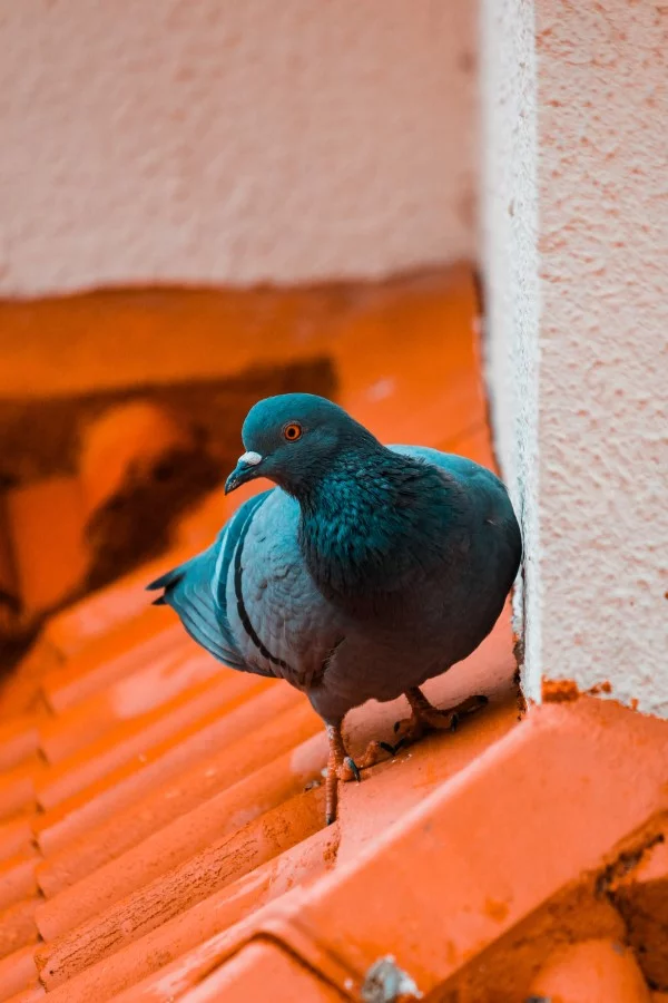 Tauben vertreiben – so gewinnen Sie im Kampf gegen die „Luftratten“ tauben auf dem dach
