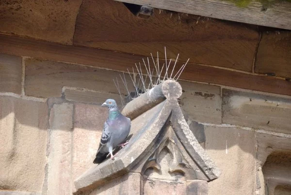 Tauben vertreiben – so gewinnen Sie im Kampf gegen die „Luftratten“ taubenstacheln dach kirche