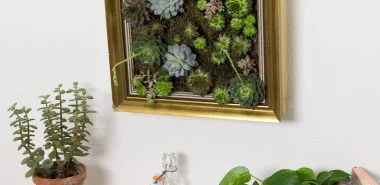Wände gestalten mit vertikalen Mini-Gärten mit Sukkulenten