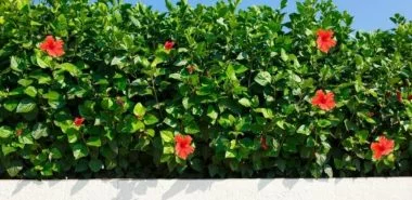 Die Hibiskus Hecke - Ein blühender Sichtschutz für den Garten