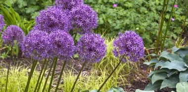 Zierlauch pflanzen - praktische Tipps und wichtige Infos für die beliebtesten Allium-Sorten