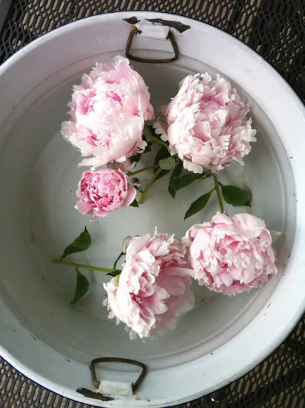 pfingstrosen in der vase pflegetipps schnittblumen pfingstrosen baden