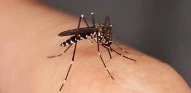 Was zieht Mücken an? Neuste Studien mit überraschenden Ergebnissen!