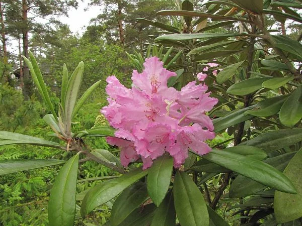 tropische Ausstrahlung Pflanzen Rhodonden