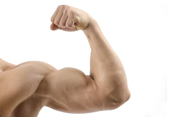 Muskeln aufbauen und die Rolle von Eiweiß dabei